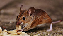 24 Hour & Emergency Exterminators in Wayne, PA